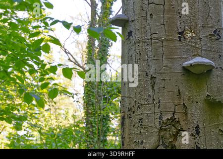 Ein dicker Baumstamm hat zwei Holzpilze, die auf der Rinde wachsen, während sich grüne Kletterpflanzen über die Bäume verteilen und eine üppige Natur schaffen Stockfoto