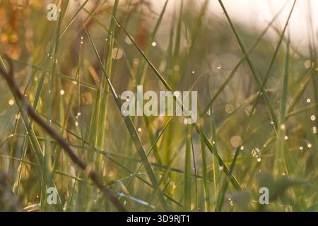 Wunderschöner Morgentau, der sich auf frischem, grünem Gras niedergelassen hat, scheint hell unter dem warmen Sonnenlicht. Jeder Tropfen reflektiert Licht wie winzige Diamanten Stockfoto
