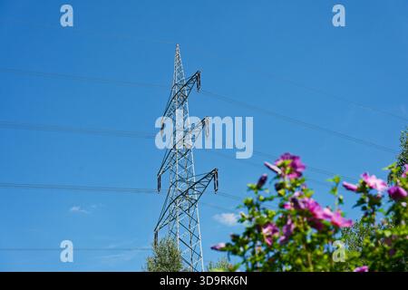 Unter dem hellblauen Sommerhimmel trägt ein hoher elektronischer Turm die Oberleitungskabel, während im Vordergrund ein üppiger rosafarbener Rosenstrauch leuchtend blüht Stockfoto