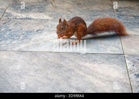 Ein leuchtend rotes Eichhörnchen sitzt aufrecht auf gepflasterten Laufstegen, hält eine Eichel in den Vorderpfoten und knabbert daran, was einen bezaubernden natürlichen Moment in einem schafft Stockfoto