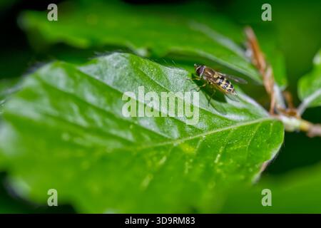 Ein kleines gestreiftes hoverfly-Insekt sitzt auf einem hellgrünen Blatt, dessen Körper einer Wespe mit gelbem und schwarzem Muster ähnelt, aber eindeutig eine harmlose Fliege in nat Stockfoto