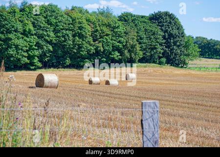 Ein geerntetes Feld liegt goldfarben und trocken. Vier runde Heuballen ruhen auf den Stoppeln, während grüne Bäume den Rand unter dem klaren blauen Mittsommerhimmel in S umrahmen Stockfoto