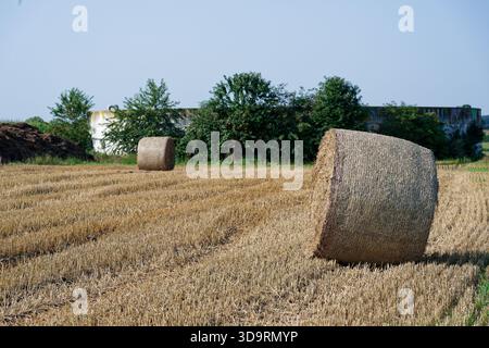 Ein weites Feld erstreckt sich unter hellem Himmel. Auf den goldenen Stoppeln verbleiben nur noch riesige runde Ballen gepressten Heu. Die trockene Erde und der lange Traktor t Stockfoto