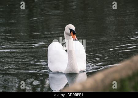 Stummer Schwan (Cygnus olor), Erwachsene schwimmen während der Wintersaison auf dem Fluss Wey in Guildford, Surrey, England, Vereinigtes Königreich. Stockfoto