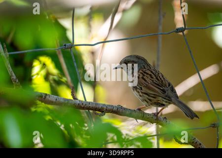 Dunnock (Prunella modularis) thronte auf einem Ast in dichtem Sträucher neben Drahtzäunen an der Dapdune Wharf am River Wey Navigation in Guildford, Sur Stockfoto
