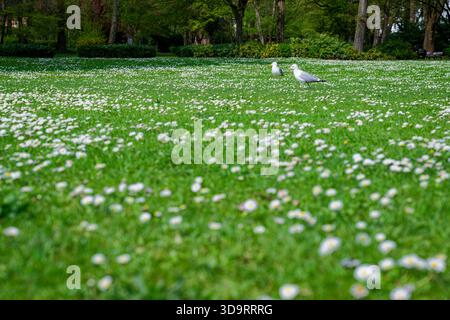 Ein ruhiger Sommer-Schrevenpark in kiel mit einem kleinen Feld von weißen Gänseblümchen, wo zwei Möwen auf dem Gras ruhen, mit Büschen, Bänken und Bäumen V Stockfoto