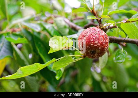 An einem Apfelbaum im Hinterhof hängt ein faltiger roter Apfel an einem Zweig, weißer Schimmel bildet gesprenkelte Flecken auf der Haut, die Frucht sieht verwelkt aus und dez Stockfoto