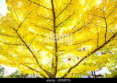 Die gelben Blätter der Ginkgobäume sind ein Symbol des Herbstes in Japan. Saisonales Hintergrundmaterial Stockfoto