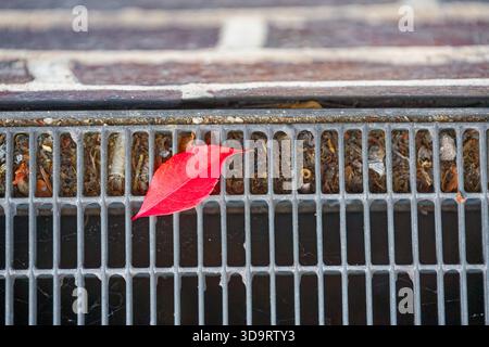 Ein Regenrost sitzt auf der Straße und ein rotes rosafarbenes Blatt liegt über den Metalllinien, die helle Farbe auf dem dunklen Gitter sieht aus wie ein ruhiges, saisonales M Stockfoto
