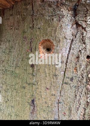 Nahaufnahme einer Holzoberfläche mit kreisförmigem Loch, was auf mögliche Insektenaktivität oder Beschädigung des Spechts hinweist. Das Holz hat eine raue Textur und Stockfoto