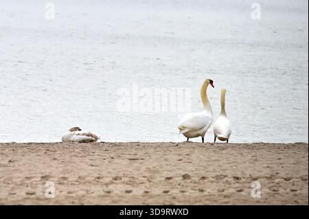 Zwei Schwäne stehen an einem Sandstrand in der Nähe eines ruhigen Wasserkörpers, wobei ein Schwan im Vordergrund steht. Die Szene fängt eine ruhige, natürliche Umgebung ein. Stockfoto