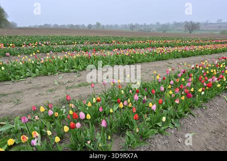 Ein lebhaftes Tulpenfeld in verschiedenen Farben, einschließlich Rot, Gelb, Rosa und Lila, erstreckt sich über die Landschaft unter bewölktem Himmel. Stockfoto