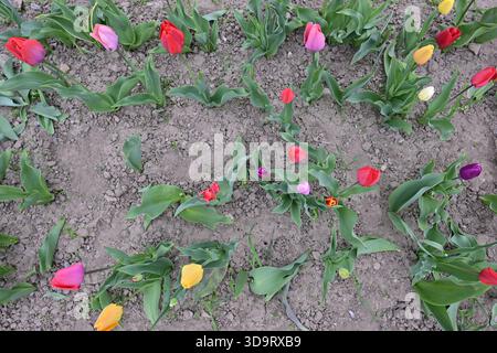 Ein lebhaftes Tulpenfeld in verschiedenen Farben, einschließlich Rot, Gelb, Rosa und Lila, wächst in ordentlichen Reihen auf braunem Boden. Stockfoto