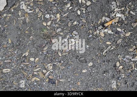 Eine Nahaufnahme des Bodens, der mit verschiedenen Samen und organischen Trümmern vermischt ist, zeigt eine natürliche Umgebung. Stockfoto