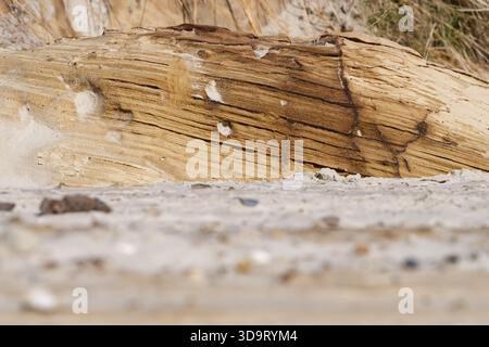 Eine Nahaufnahme eines verwitterten Stücks Treibholz an einem Sandstrand, das seine natürlichen Strukturen und Muster vor einem verschwommenen Hintergrund aus Sand zeigt Stockfoto
