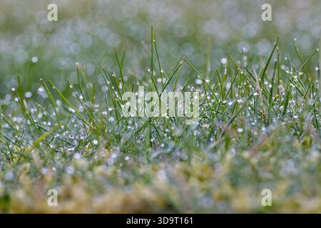 Nahaufnahme der mit Tau bedeckten Grashalme in einem üppig grünen Feld mit weichem Bokeh-Effekt im Hintergrund. Stockfoto