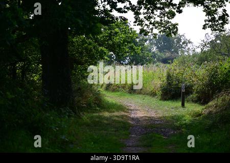 Ein ruhiger Gendarmstien-Pfad durch einen üppig grünen Wald, flankiert von hohen Gräsern und Bäumen. Die Szene ist friedlich, mit sanftem natürlichem Lichtfilter Stockfoto