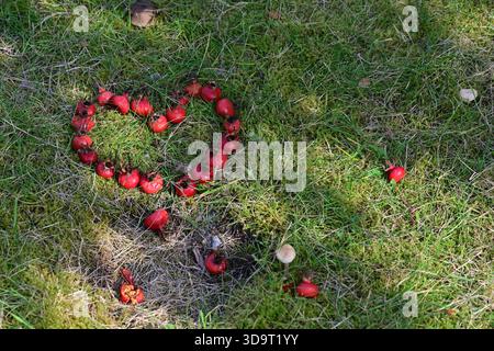 Eine Herzform aus roten Rosenhüften, die auf grünem Gras angeordnet sind, mit einigen verstreuten Beeren in der Nähe. Die Szene ist hell und natürlich und zeigt eine Kreation Stockfoto