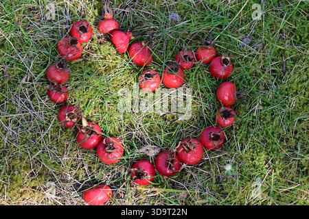 Eine Herzform aus kleinen roten Früchten auf grünem Gras, die Liebe und Natur symbolisieren. Stockfoto