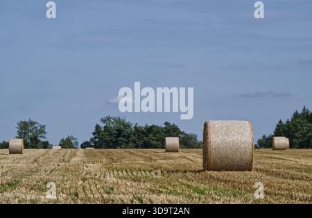 Ein malerischer Blick auf ein goldenes Feld mit großen runden Heuballen, die über die Landschaft verstreut sind. Der Himmel ist klar mit ein paar Wolken, und Bäume sind sichtbar ich Stockfoto