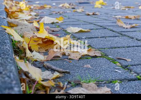 Aus nächster Nähe sehen Sie gefallene Herbstblätter, die auf einem Kopfsteinpflasterweg verstreut sind, mit etwas grünem Gras, das durch die Risse blickt. Stockfoto