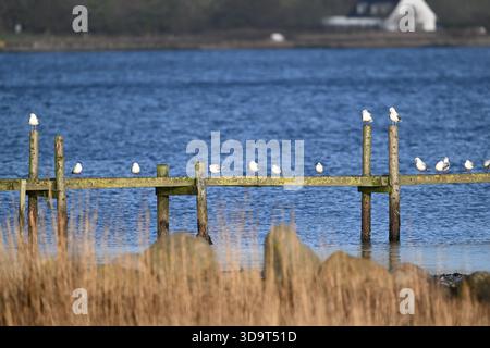 Eine ruhige Seeszene mit einem hölzernen Pier mit mehreren weißen Vögeln auf dem See. Der Hintergrund umfasst ruhiges blaues Wasser und ferne Grünflächen, Stockfoto