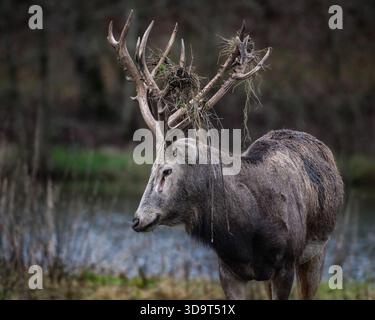 Majestätischer Hirsch mit Schlammgeweihen in der Nähe des Waldteichs Stockfoto