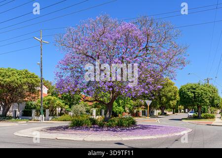 Jacaranda-Baum in Blüte mit einem kleinen Kreisverkehr im Vorort Perth, Western Australia Stockfoto