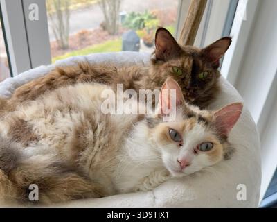 Zwei La Perm Katzen haben sich in einem Katzenbett zusammengerollt. Stockfoto