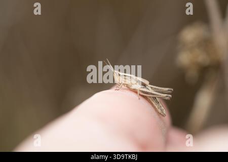 Grüner Grashüpfer, der auf Zeigefinger sitzt, mit grünem verschwommenem Hintergrund Stockfoto