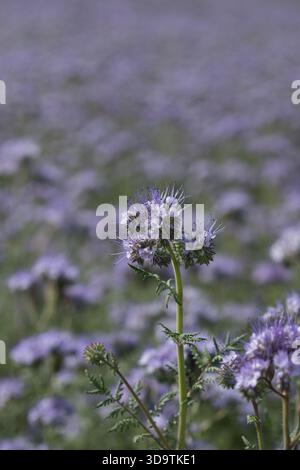 Honigblumennaht in vertikaler Ausrichtung ein Naturhintergrund Stockfoto