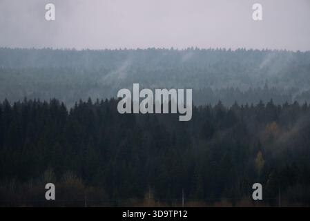 Dichter immergrüner Wald, überlagert von sanften Hügeln und Tälern, sanfter Morgennebel, der durch Kiefern und Fichten aufsteigt, schafft eine ruhige, stimmungsvolle und ätherische Wildnis-Szene Stockfoto