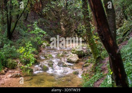 Friedlicher Waldstrom, der über moosbedeckte Felsen fließt: Flaches, klares Wasser, das im frühen Herbstlicht durch einen Laubwald fließt. Stockfoto