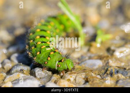 Bunte grüne raupe einer kleinen Kaiserfalter, die an einem sonnigen Tag auf dem Boden krabbelt (Österreich) Stockfoto