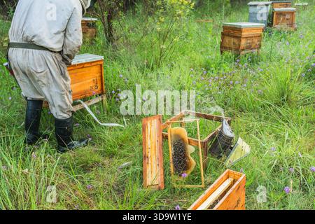 Rahmen mit Bienen und Bienenwachs auf grünem Gras neben einem Bienenraucher, während ein Imker in Schutzkleidung im Hintergrund arbeitet Stockfoto