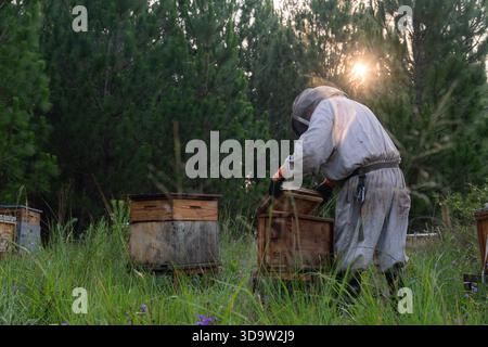 Imker schließt den Deckel auf einem Bienenstock in einem Bienenfeld in einem Kiefernwald, mit Morgensonne, die durch die Bäume kommt Stockfoto