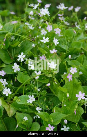 Claytonia sibirica, rosafarbenes Purslane, chinesisches Kicherkraut, lose Gruppen von kleinen, rosa im späten Frühjahr Stockfoto