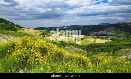 Leuchtende gelbe Besenblüten dominieren die grünen Hügel des Apennins in der Emilia-Romagna Stockfoto
