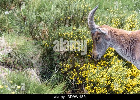 Detailliertes Porträt eines weiblichen spanischen Steinbocks (Capra pyrenaica) mit kleinen Hörnern in der felsigen Sierra de Gredos, Spanien. Stockfoto