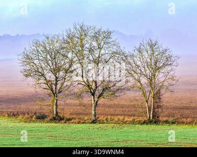 Drei Bäume an einem nebeligen Wintermorgen - Zentralfrankreich. Stockfoto
