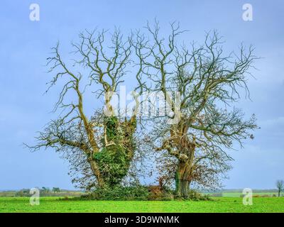Zwei alte kranke süße Kastanienbäume (Castanea sativa) - Zentralfrankreich. Stockfoto