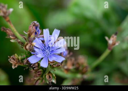 Blaue Zichorienblüten auf grünem Gras Stockfoto