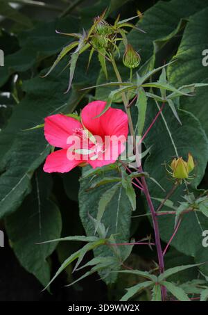Scharlach Rosemallow, Brilliant Hibiscus, Scharlach Hibiscus oder Texas Star Hibiscus, Hibiscus coccineus, Malvaceae. Südöstliche Usa. Stockfoto