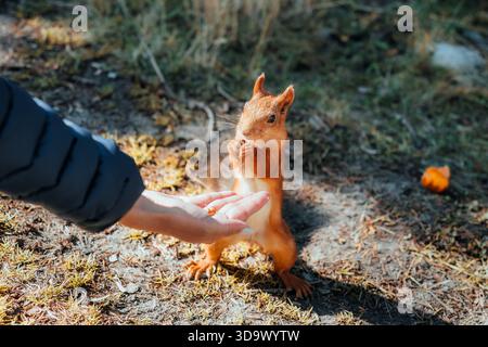 Das rote Eichhörnchen isst Nuss aus der menschlichen Hand im Wald bei Tageslicht Stockfoto