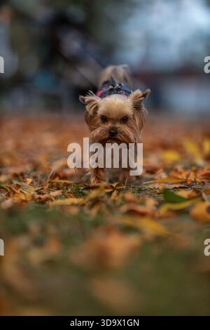 Der kleine Yorkshire Terrier zieht durch einen Park, der mit gefallenen Blättern bedeckt ist. Der Hund läuft am Boden entlang und zeigt Neugier in der Herbstsaison. Stockfoto