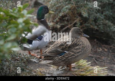 Eine Familie im Center Parcs, Elveden Forest, in Suffolk in der Nähe von Thetford. Es wurde 1989 auf einem 400 Hektar großen Pinienwald eröffnet und bietet Unterkünfte zur Selbstverpflegung für bis zu 8 Gäste, darunter auch barrierefreie, haustierfreundliche und Baumhäuser. Das subtropische Schwimmparadies hat Pools, Rutschen und einen faulen Fluss. Zu den Aktivitäten gehören Radfahren, Bogenschießen, Töpferei, Wassersport auf dem See, Hochseile, Spa-Behandlungen, Minigolf und Indoor-Klettern. Zu den Einrichtungen gehören Restaurants, Cafés, ein Geschäft, Aqua Sana Spa und Kinderclubs. Kurzurlaube und einwöchige Aufenthalte sind das ganze Jahr über verfügbar. Stockfoto
