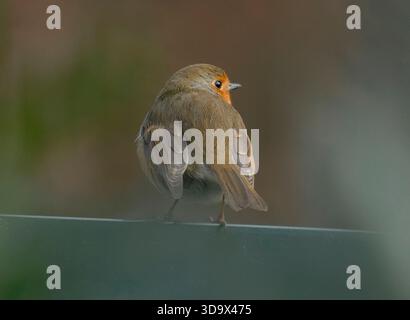 Eine Familie im Center Parcs, Elveden Forest, in Suffolk in der Nähe von Thetford. Es wurde 1989 auf einem 400 Hektar großen Pinienwald eröffnet und bietet Unterkünfte zur Selbstverpflegung für bis zu 8 Gäste, darunter auch barrierefreie, haustierfreundliche und Baumhäuser. Das subtropische Schwimmparadies hat Pools, Rutschen und einen faulen Fluss. Zu den Aktivitäten gehören Radfahren, Bogenschießen, Töpferei, Wassersport auf dem See, Hochseile, Spa-Behandlungen, Minigolf und Indoor-Klettern. Zu den Einrichtungen gehören Restaurants, Cafés, ein Geschäft, Aqua Sana Spa und Kinderclubs. Kurzurlaube und einwöchige Aufenthalte sind das ganze Jahr über verfügbar. Stockfoto
