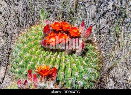Wunderschöne rote Blüten des Goldenen Fasses der Anden-Kakteen (Lobivia bruchii) in ihrem natürlichen Lebensraum. Tucumán, Argentinien. Stockfoto