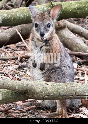 Lächelnde Parma Wallaby aus der Nähe Stockfoto
