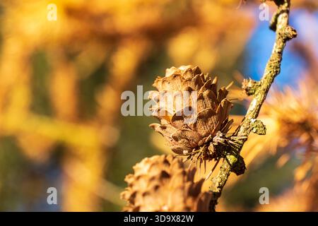 Nahaufnahme von Tannenzapfen Larix auf einem Zweig, der in warmem goldenem Licht leuchtet. Details und Textur im Winterwald. Stockfoto
